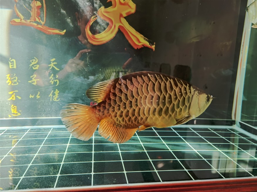 低游