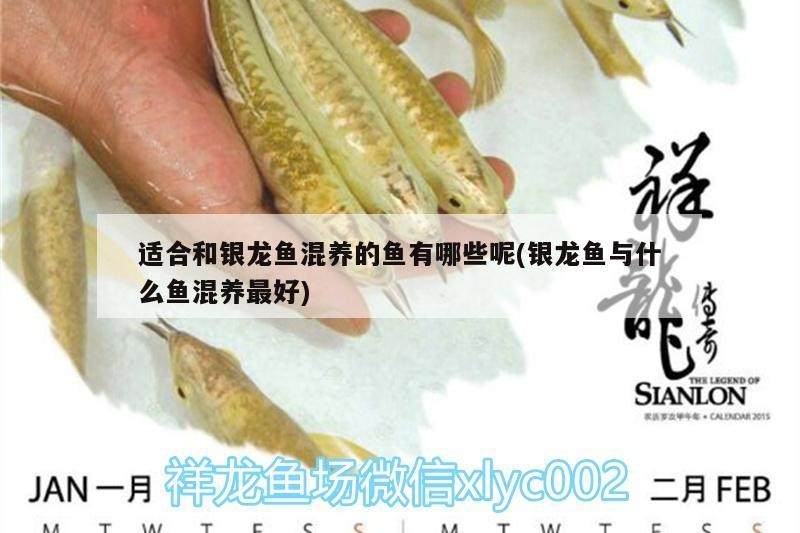 魟魚 適合和銀龍魚混養的魚有哪些呢(銀龍魚與什么魚混養最好) 銀龍魚百科 適合和銀龍魚混養的魚有哪些呢(銀龍魚與什么魚混養最好) 適合和銀龍魚混養的魚有哪些呢(銀龍魚與什么魚混養最好) 銀龍魚百科