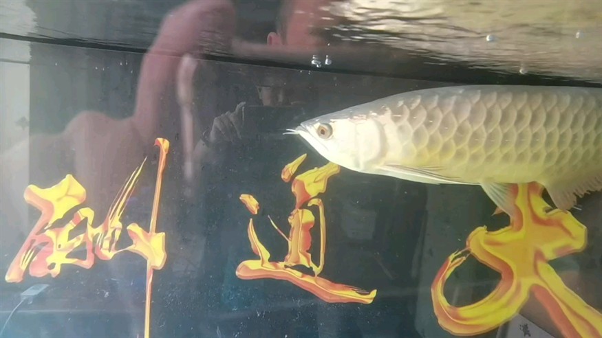 追拍 追拍 龍魚論壇