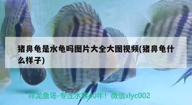 飼料 豬鼻龜是水龜嗎圖片大全大圖視頻(豬鼻龜什么樣子) 豬鼻龜百科 豬鼻龜是水龜嗎圖片大全大圖視頻(豬鼻龜什么樣子) 豬鼻龜是水龜嗎圖片大全大圖視頻(豬鼻龜什么樣子) 豬鼻龜百科