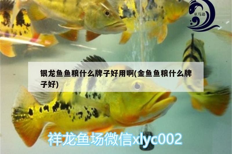 錦鯉魚 銀龍魚魚糧什么牌子好用啊(金魚魚糧什么牌子好) 銀龍魚百科 銀龍魚魚糧什么牌子好用啊(金魚魚糧什么牌子好) 銀龍魚魚糧什么牌子好用啊(金魚魚糧什么牌子好) 銀龍魚百科