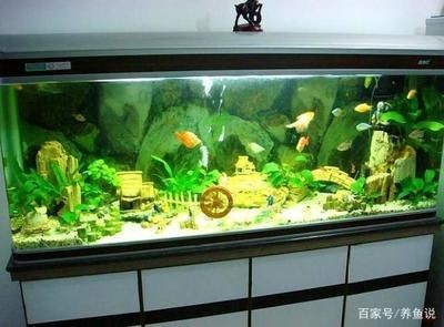 大型魚缸內壁怎么清理：如何清洗大型魚缸內壁？