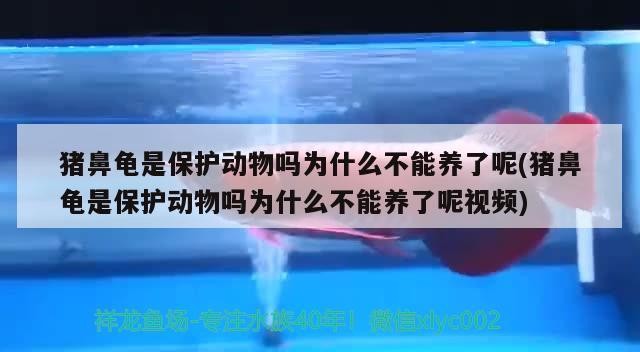 豬鼻龜是保護動物嗎為什么不能養了呢(豬鼻龜是保護動物嗎為什么不能養了呢視頻)