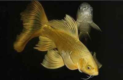 黃金錦鯉和黃金龍鳳是一種魚嗎_ 龍魚百科 第1張 黃金錦鯉和黃金龍鳳是一種魚嗎_ 黃金錦鯉和黃金龍鳳是一種魚嗎_ 龍魚百科 第1張