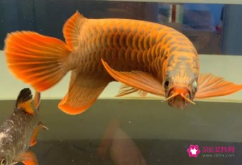 金龍魚吃小魚嘛會死嗎