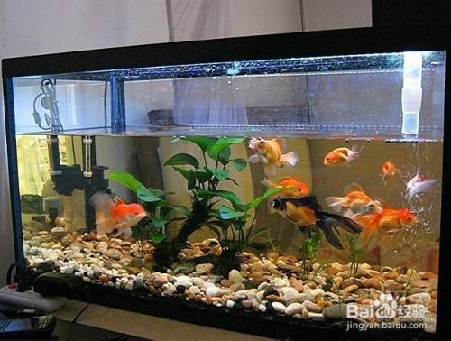 安康市漢濱區桑園水族館（安康市漢濱區桑園水族館電話）