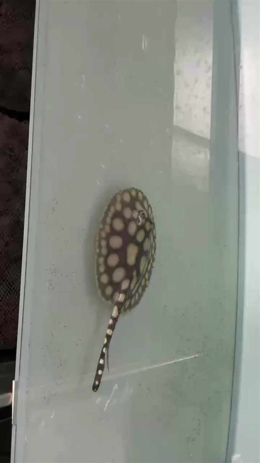 看下我的豬鼻怎么了怎么治