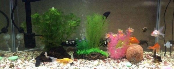 6條小金魚要多大魚缸才能養(yǎng)：養(yǎng)金魚需要考慮寬25厘米、高30厘米、高30厘米的金魚