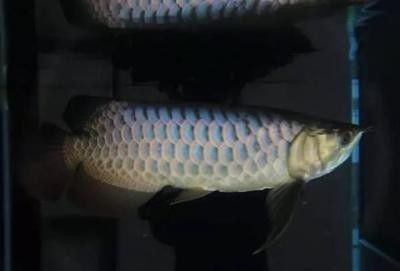 龍魚(yú)調(diào)狀態(tài) 龍魚(yú)百科 第1張 龍魚(yú)調(diào)狀態(tài) 龍魚(yú)調(diào)狀態(tài) 龍魚(yú)百科 第1張