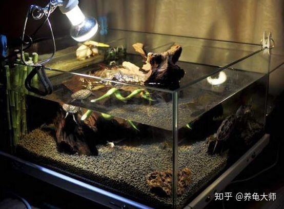 不需要打理的魚缸魚怎么養：如何養護一個不需要打理的魚缸魚