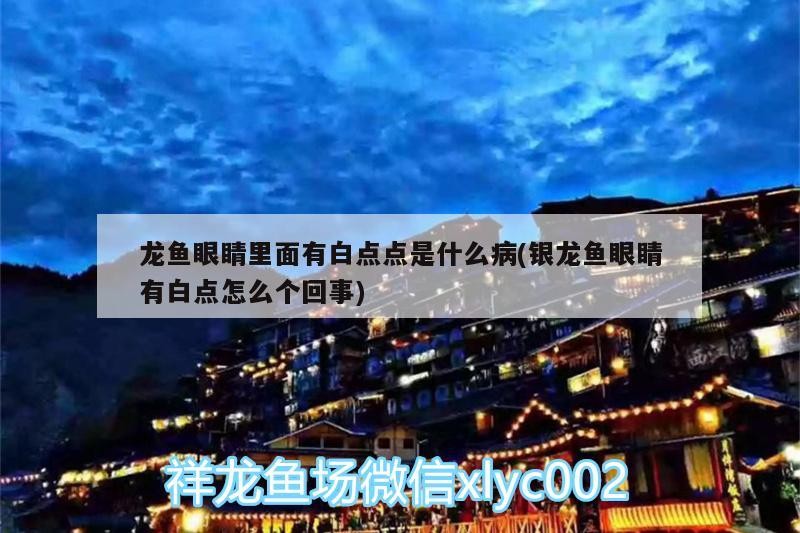 龍魚眼睛里面有白點點是什么病(銀龍魚眼睛有白點怎么個回事)