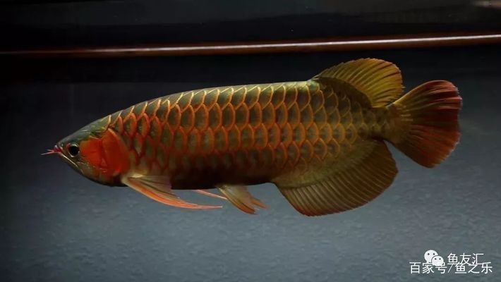 龍魚魚食制作方法圖解，自制龍魚魚食怎么做？