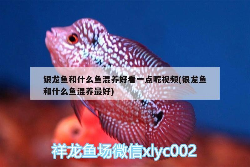 銀龍魚(yú)和什么魚(yú)混養(yǎng)好看一點(diǎn)呢視頻(銀龍魚(yú)和什么魚(yú)混養(yǎng)最好)