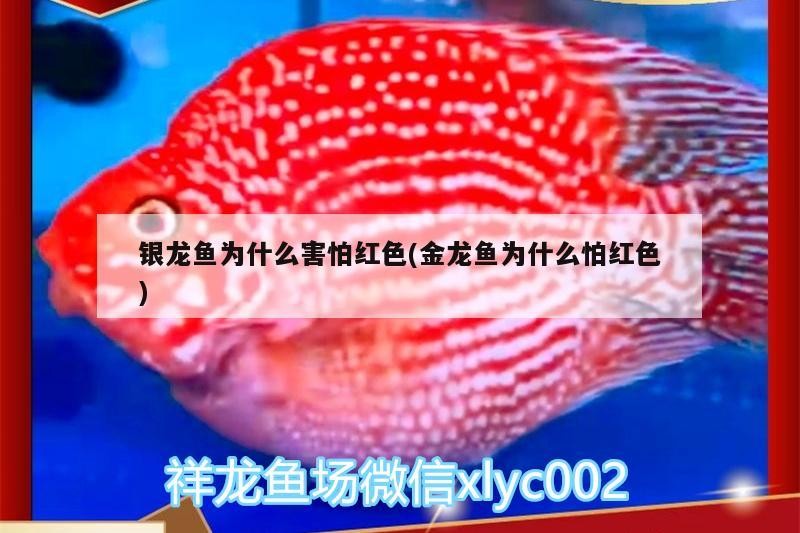 銀龍魚為什么害怕紅色(金龍魚為什么怕紅色) 銀龍魚為什么害怕紅色(金龍魚為什么怕紅色) 銀龍魚百科