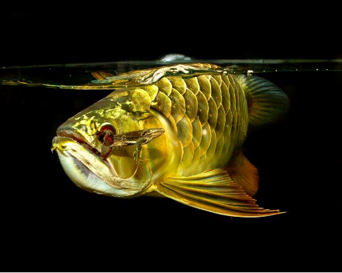 龍魚不吃蝦仁
