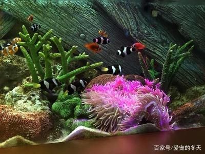 冬天魚缸需要加氧氣嗎：養魚是否需要加氧氣取決于多種因素