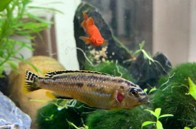 冬天魚缸需要加氧氣嗎：養魚是否需要加氧氣取決于多種因素