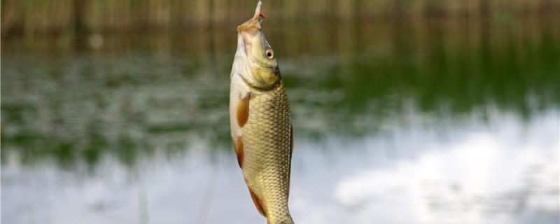 怎么吸出魚缸里的水氣（魚缸如何吸水）