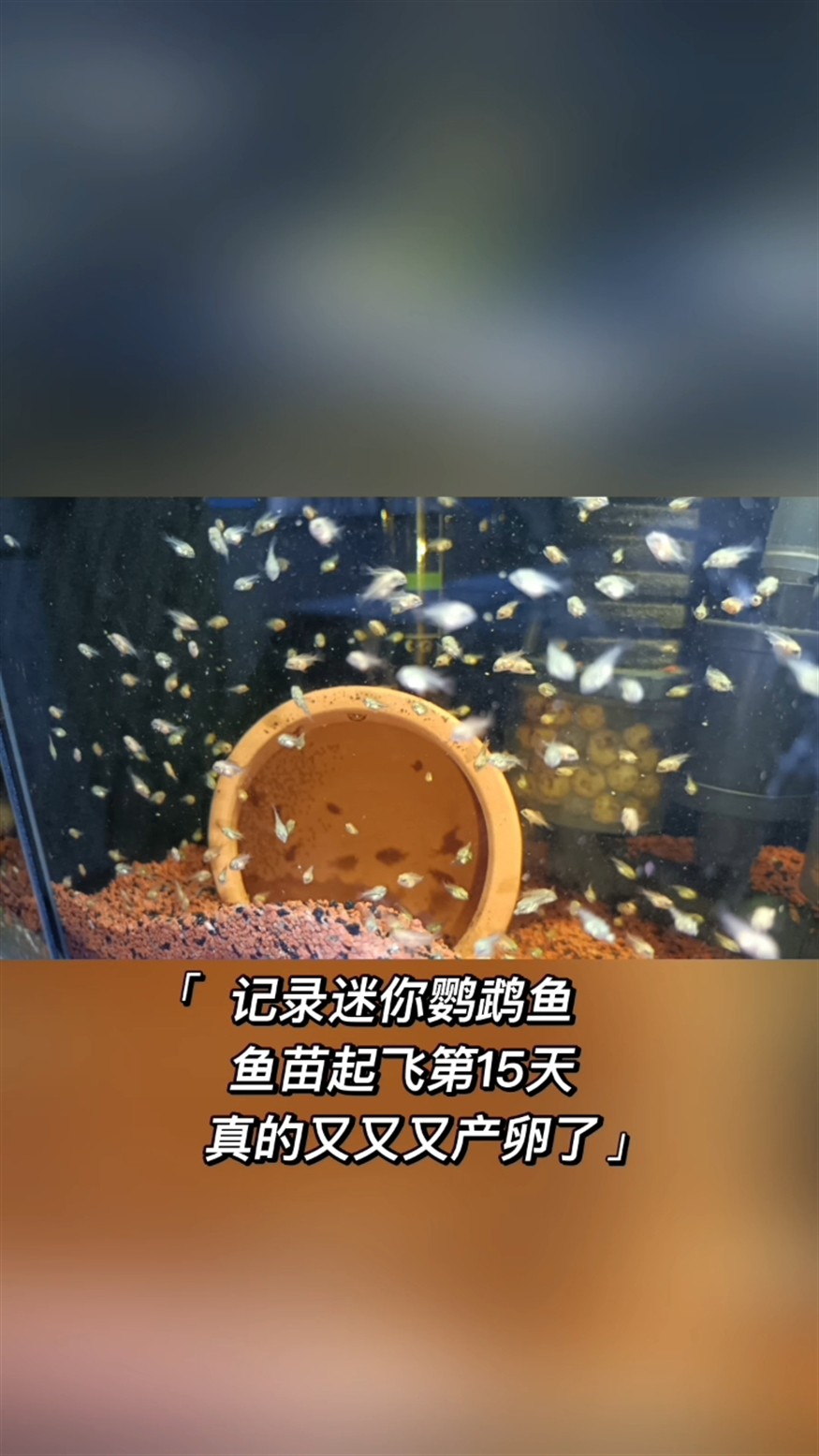 怕什么來(lái)什么，又又又產(chǎn)卵了