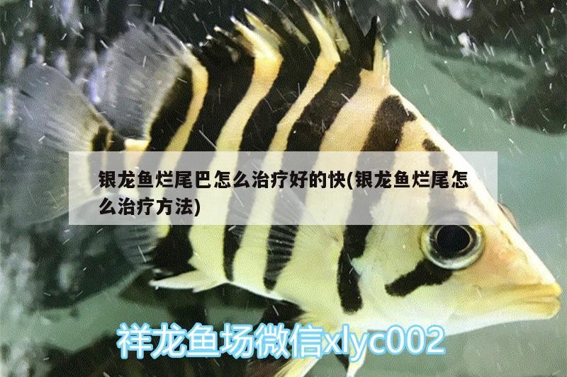 銀龍魚爛尾巴怎么治療好的快(銀龍魚爛尾怎么治療方法)
