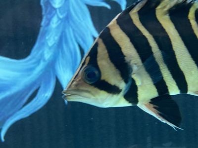 虎魚總打架怎么辦：虎魚總打架怎么辦，