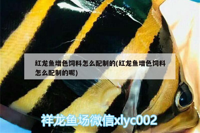 救救我的豬鼻龜