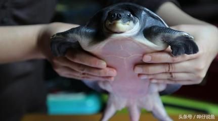 豬鼻龜好玩嗎：更新寵物龜的入坑指南豬鼻龜:最萌寵物龜的入坑指南