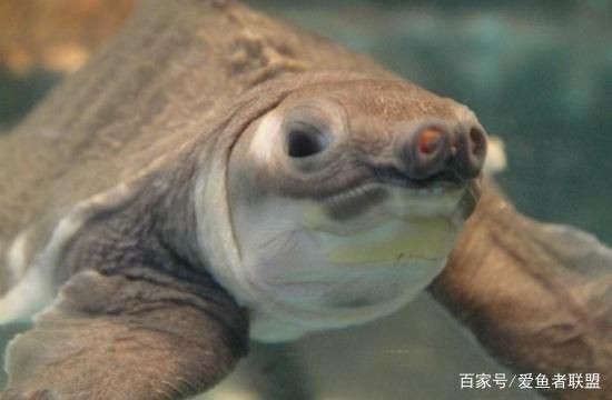 豬鼻龜好玩嗎：更新寵物龜的入坑指南豬鼻龜:最萌寵物龜的入坑指南