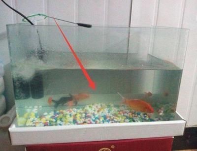 大魚缸適合養哪些魚：大型魚缸適合養的各種大型觀賞魚需要足夠的游泳空間