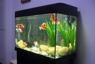 大魚缸適合養哪些魚：大型魚缸適合養的各種大型觀賞魚需要足夠的游泳空間
