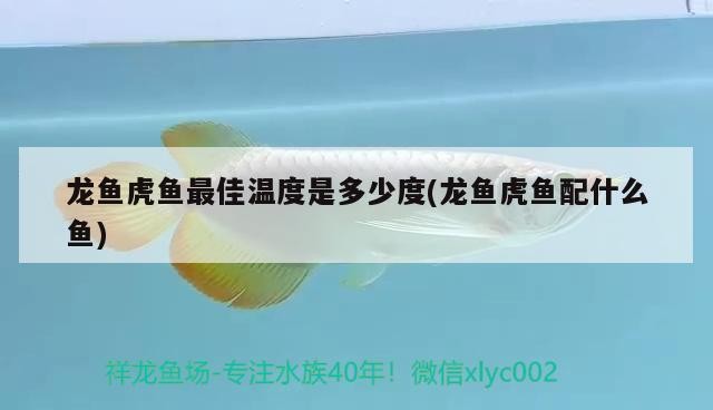 龍魚虎魚最佳溫度是多少度(龍魚虎魚配什么魚)