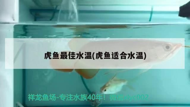 飼料 虎魚最佳水溫(虎魚適合水溫) 虎魚百科 虎魚最佳水溫(虎魚適合水溫) 虎魚最佳水溫(虎魚適合水溫) 虎魚百科