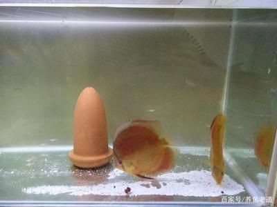 翡翠魚(yú)的寓意是什么，佩戴翡翠魚(yú)的寓意