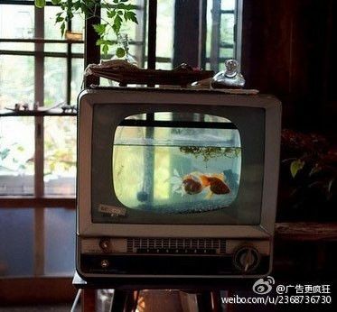 大型魚(yú)缸廢物利用圖：大型魚(yú)缸的廢物利用 大型魚(yú)缸廢物利用圖：大型魚(yú)缸的廢物利用 魚(yú)缸百科 第4張