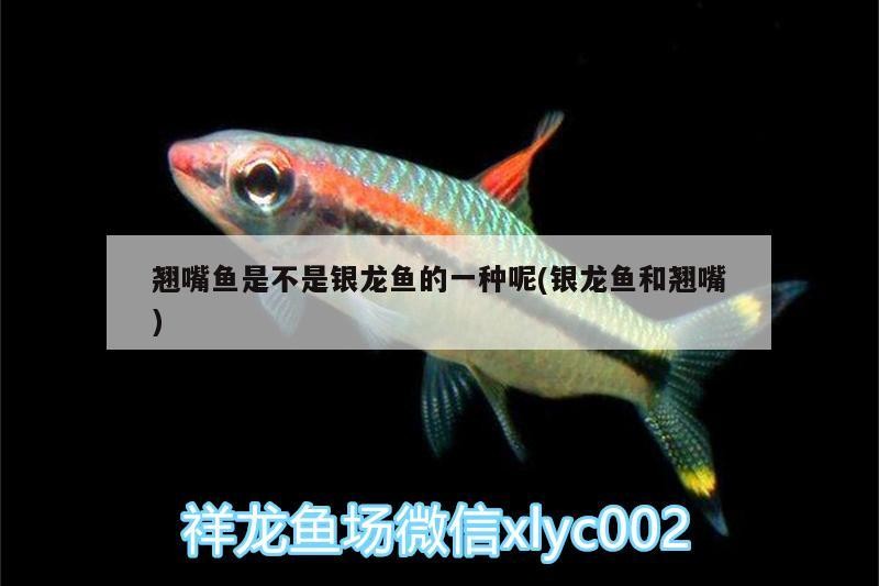 翹嘴魚是不是銀龍魚的一種呢(銀龍魚和翹嘴) 翹嘴魚是不是銀龍魚的一種呢(銀龍魚和翹嘴) 銀龍魚百科