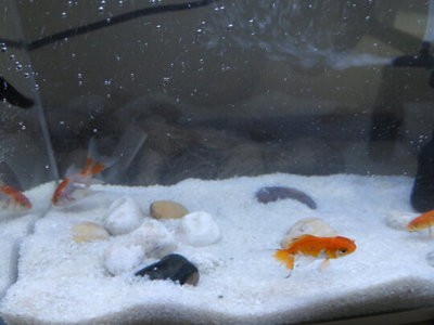 金龍魚張嘴甩頭(金龍魚一直張嘴)