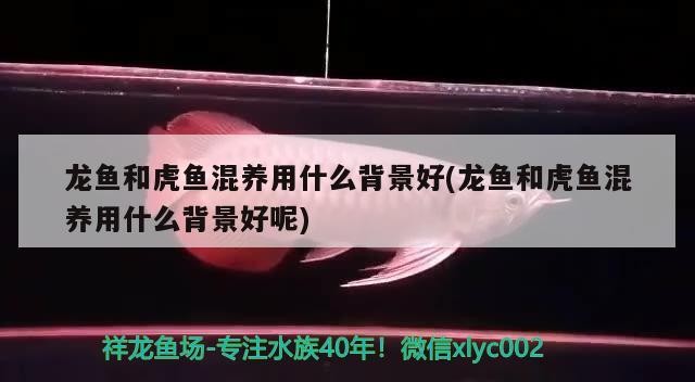 龍魚和虎魚混養用什么背景好(龍魚和虎魚混養用什么背景好呢)