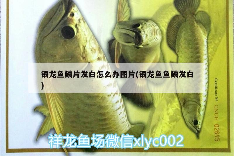 銀龍魚鱗片發白怎么辦圖片(銀龍魚魚鱗發白)