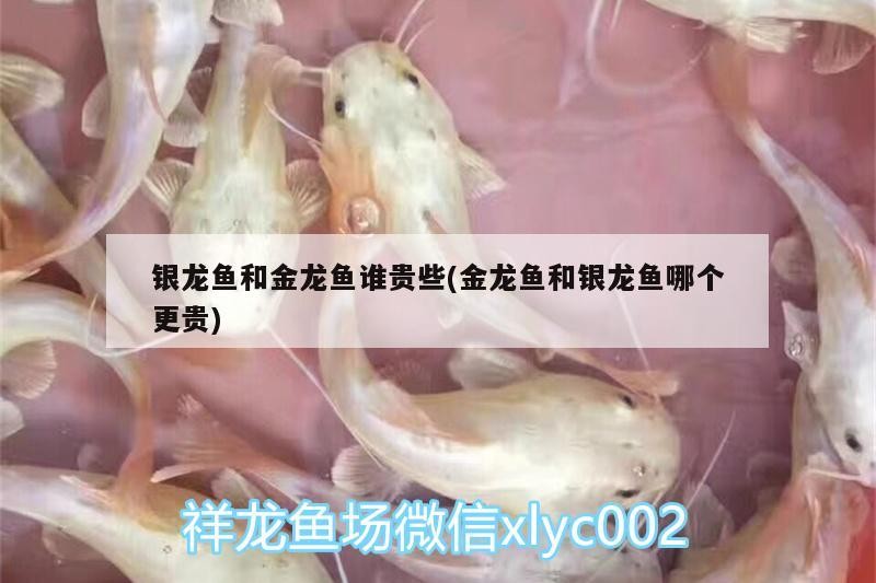 銀龍魚和金龍魚誰貴些(金龍魚和銀龍魚哪個更貴)