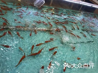 愛樂游魚缸：愛樂游魚缸質量如何？