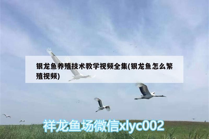 銀龍魚養殖技術教學視頻全集(銀龍魚怎么繁殖視頻) 銀龍魚養殖技術教學視頻全集(銀龍魚怎么繁殖視頻) 銀龍魚百科