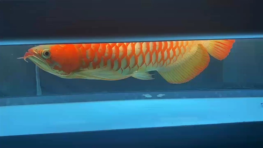 五年的魚了，天冷了第一次上側燈