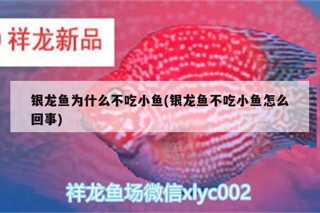 銀龍魚為什么不吃小魚(銀龍魚不吃小魚怎么回事)
