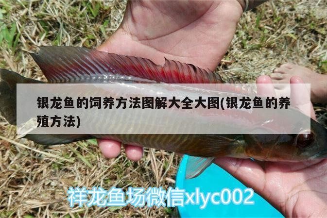 銀龍魚的飼養方法圖解大全大圖(銀龍魚的養殖方法)