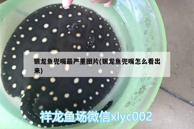 銀龍魚兜嘴最嚴重圖片(銀龍魚兜嘴怎么看出來) 銀龍魚兜嘴最嚴重圖片(銀龍魚兜嘴怎么看出來) 銀龍魚百科