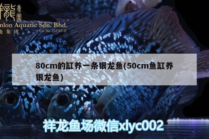 80cm的缸養一條銀龍魚(50cm魚缸養銀龍魚)