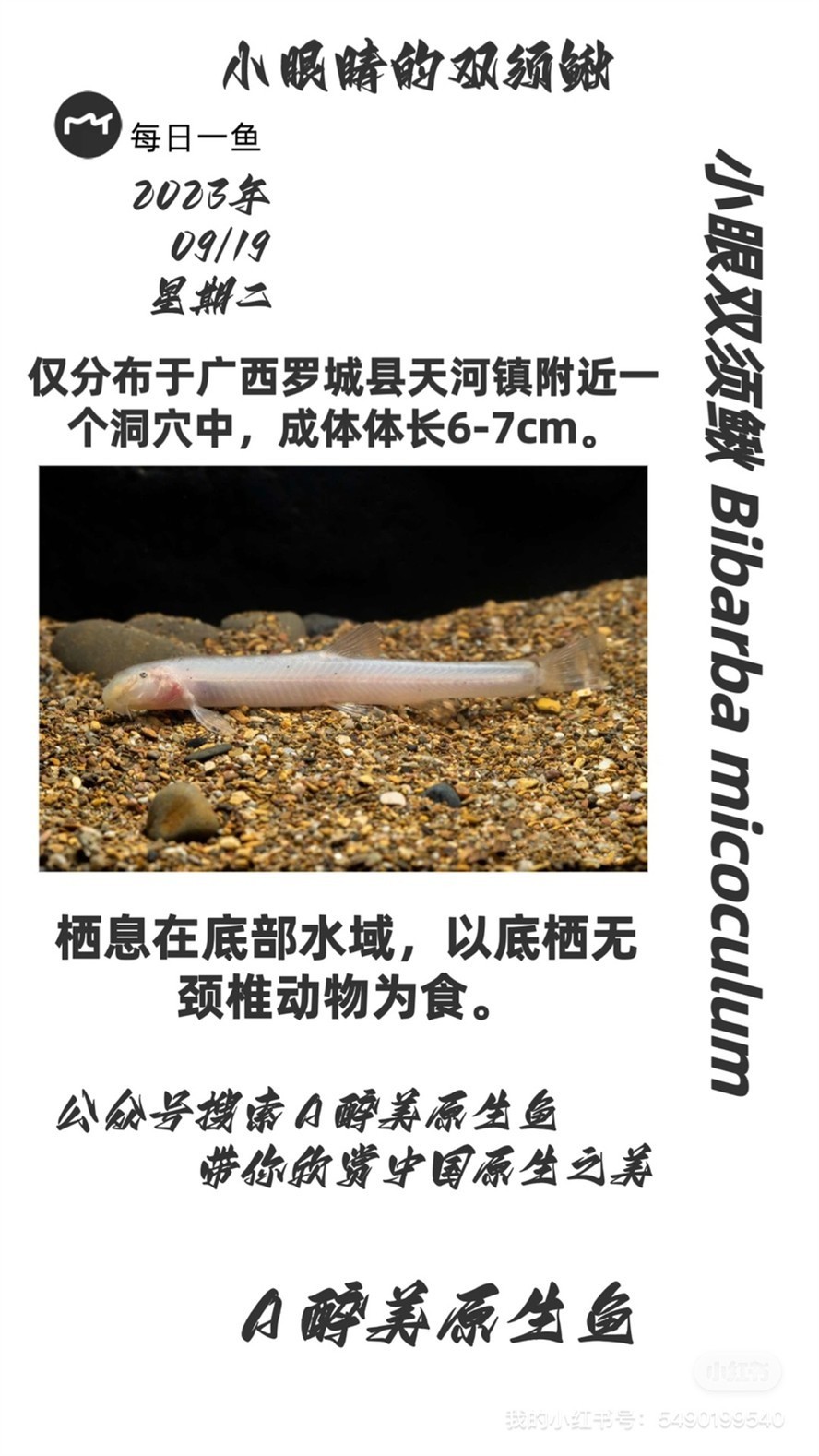 小眼雙須鰍