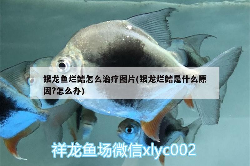 銀龍魚爛鰭怎么治療圖片(銀龍爛鰭是什么原因?怎么辦)