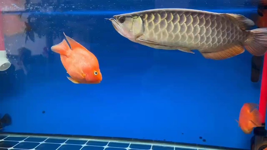 陋室養魚