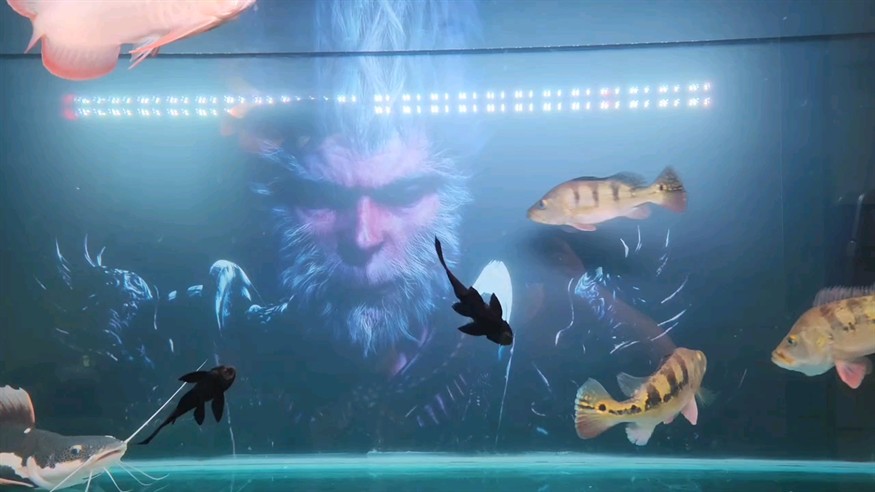悟空到家兩個月紀念 悟空到家兩個月紀念 龍魚論壇